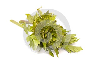 Lovage