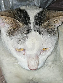 Lovaly cute cat so beautiful