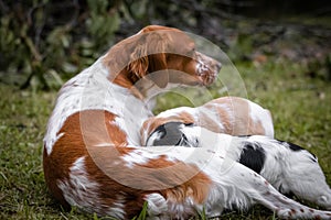 Love and affection between mother and baby children brittany spaniels dogs