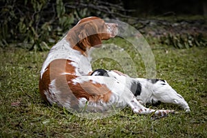 Love and affection between mother and baby children brittany spaniels dogs