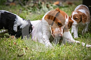 Love and affection between mother and baby children brittany spaniels dogs