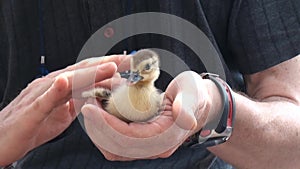 Love for animals cutie little duck