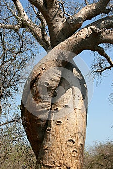 Love Baobab, Madagascar