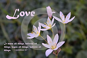 Love bears all things .... Inspirational bible verse with beautiful tiny weed flowers