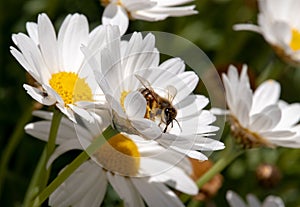 Love bee work in nature