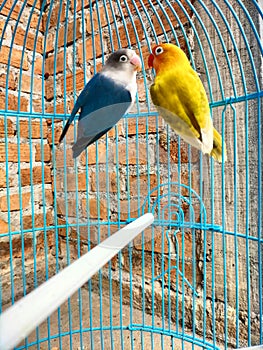 Love bird annimal