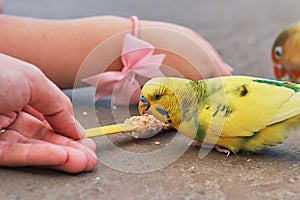 Love bird and budgerigar being hand fed in the aviary