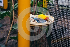 A love bird and a budgie eating seeds in an aviary