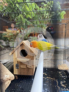 Love bird in a cage