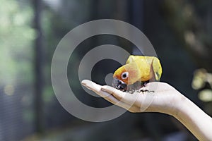 Love bird feeding on hand