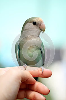 Love Bird on Finger