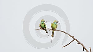 love bird stay together on the branch