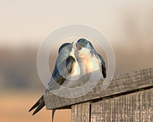 Observación de aves 