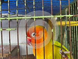 love birds in a cage. this bird has a beautiful chirp photo