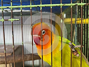 love birds in a cage. this bird has a beautiful chirp photo