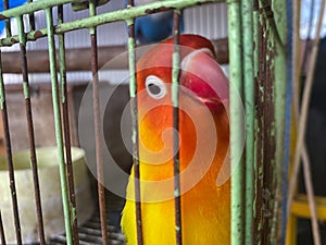 love birds in a cage. this bird has a beautiful chirp photo