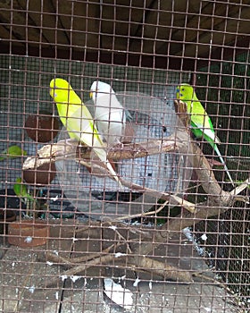 Love birds in a cage green and white color