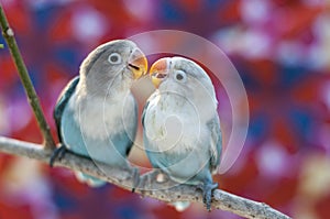 Love birds photo
