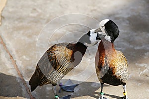 Love birds ducks. Loving animal couple. Pair of white-faced whistling ducks Dendrocygna viduata