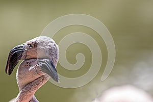 Love birds. Funny animal image of creature comfort. Flamingos hugging each other