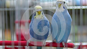 Love birds girl leaning against boy he flies away Blue parrot in a cage The pet store has a sale of food and clothing