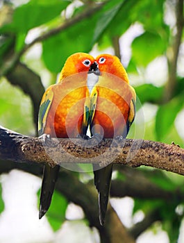 The love birds kissing on a tree branch