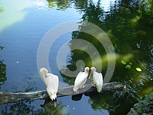 Love of the birds on the lake