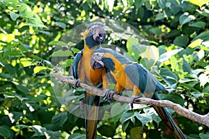 Love Birds - Macaws