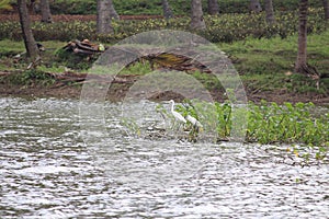 Love birds in the middle of a lake seeks some pleasure moments. Egrets are avians and feed on insects and fishes