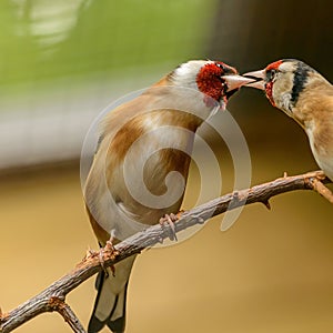 Love birds over the branches