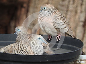 Love birds Peaceful Doves resting in the feed bowl.