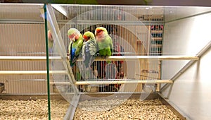 Love birds in pet shop