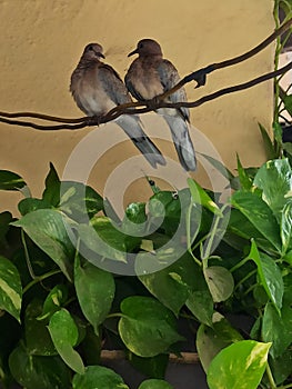 Love birds sitting on the wire