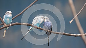 Love birds on a small tree branch