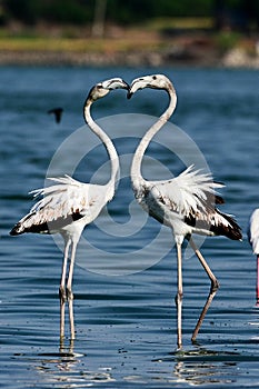 Love birds Symbolism..... photo