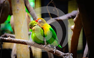 Love Birds on Tree Branch