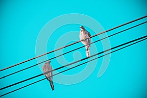 Love of birds, Two little birds on electric cable line, Birds perched on electrical wires with clear vintage sky as background