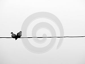 Observación de aves sobre el el alambre 