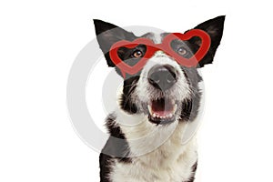 Love border collie dog with red heart glasses. san valentine`s day concept. Isolated on gray background