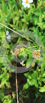 Love bugs or red bugs on top of flower