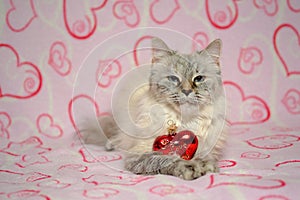 Love card with cat breed Neva masquerade