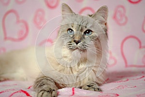 Love card with cat breed Neva masquerade