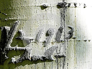 Love carved into aspen tree in 1913