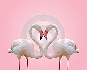 Love concept shape heart of couple flamingo on pink background