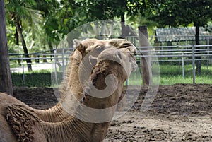 Love couple Camels in the zoo