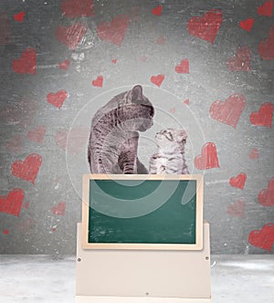 In love couple of cats showing blank chalkboard