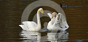 A love couple Whooper swan, Cygnus cygnus