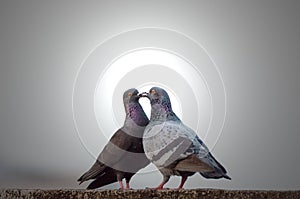 Love and courtship in pigeons