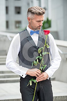 love day concept. grizzle tuxedo man with love rose. flower gift for love day