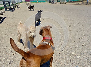 Love at the Dog Park, vets veterinarians groomers grooming kennels shelters pets